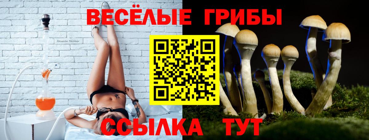 Псилоцибиновые грибы Cubensis Гуково